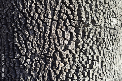 Wallpaper Mural old tree bark Torontodigital.ca