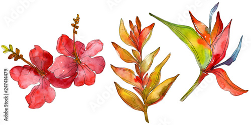 Exotic tropical floral botanical flowers. Wild spring leaf wildflower isolated. Watercolor background illustration set. Watercolour drawing fashion aquarelle isolated.