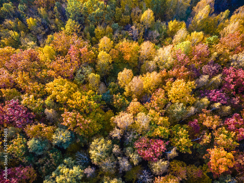 Aerial view of autumn texture colored forest. Drone shot bird eye. Natural pattern in top down aerial view over the forest. green and yellow, treetops at sunset, copy space