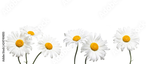 Chamomile flowers collage isolated on white background, floral design wallpaper photo