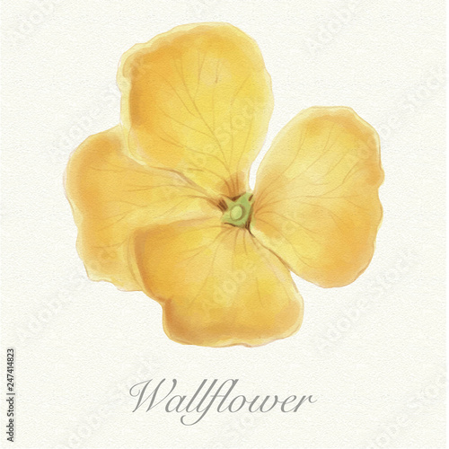 Yellow wallflower isolated on a watercolor paper background with its name