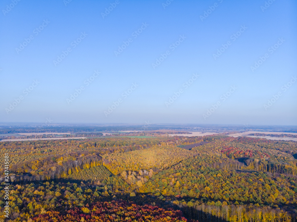 Aerial view of autumn colored forest. Drone shot bird eye. Natural pattern in top down aerial view over the forest. green and yellow, treetops at sunset, copy space