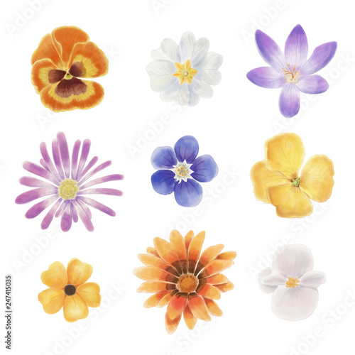 Watercolor spring flowers isolated on a blank background