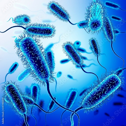 E. coli bacteria, illustration