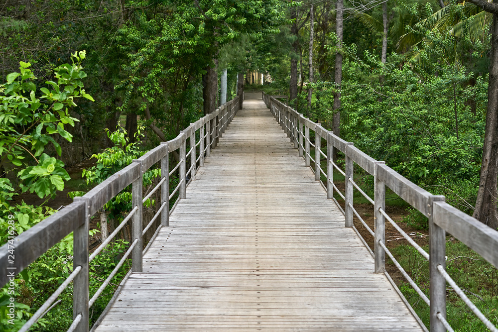 Green tropical forest with gray wooden bridge Green tropical forest with gray wooden bridge