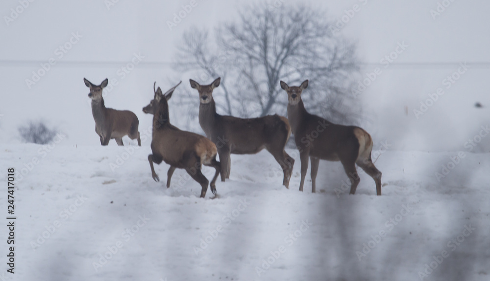 deer in winter deer in winter