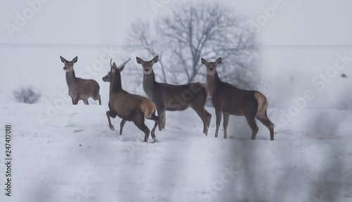 Fototapeta Naklejka Na Ścianę i Meble -  deer in winter