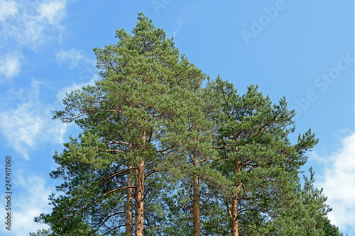 crown of tall pine trees on background of blue sky