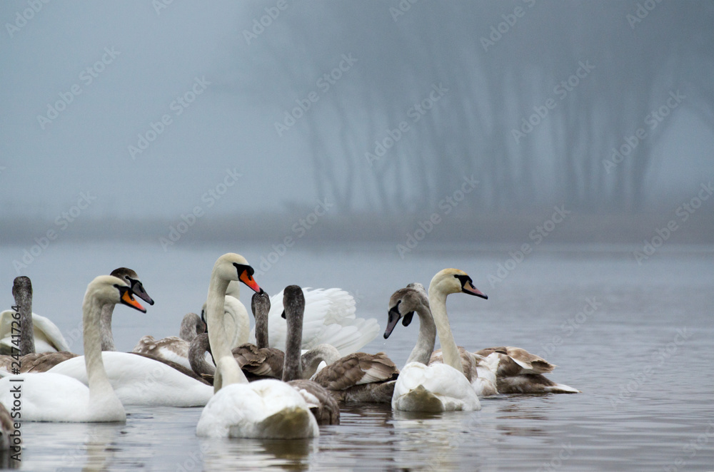 Fototapeta premium Beautiful white elegant swans bird on a foggy winter river.