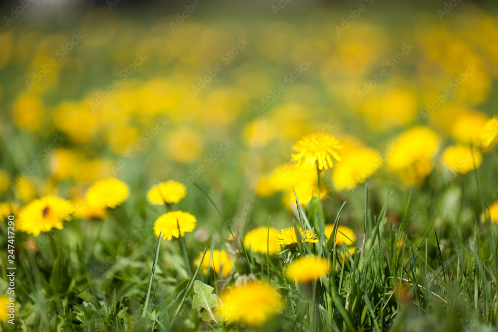 Obraz premium Glade of flowering dandelions