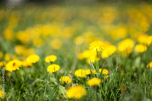 Glade of flowering dandelions