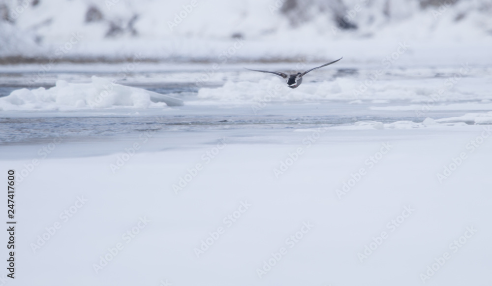 ice on the lake and flying duck ice on the lake and flying duck