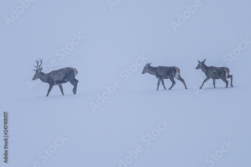 herd of deer in strong cold wind