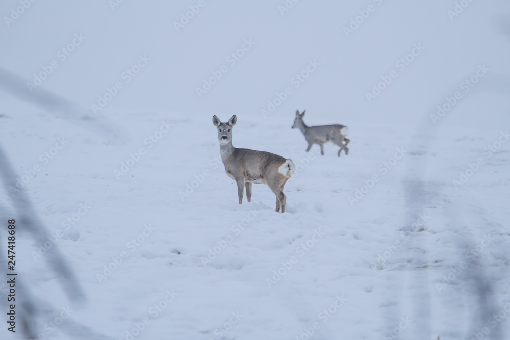 deer in the snow deer in the snow