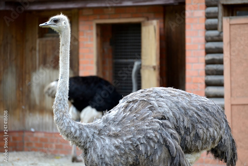 Female of an ostrich of African (Struthio camelus Linnaeus), side view