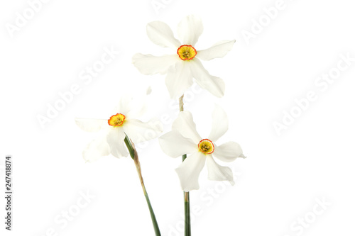 Narcissus flowers on white background © 5second