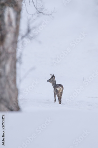Roe deer in winter at tree