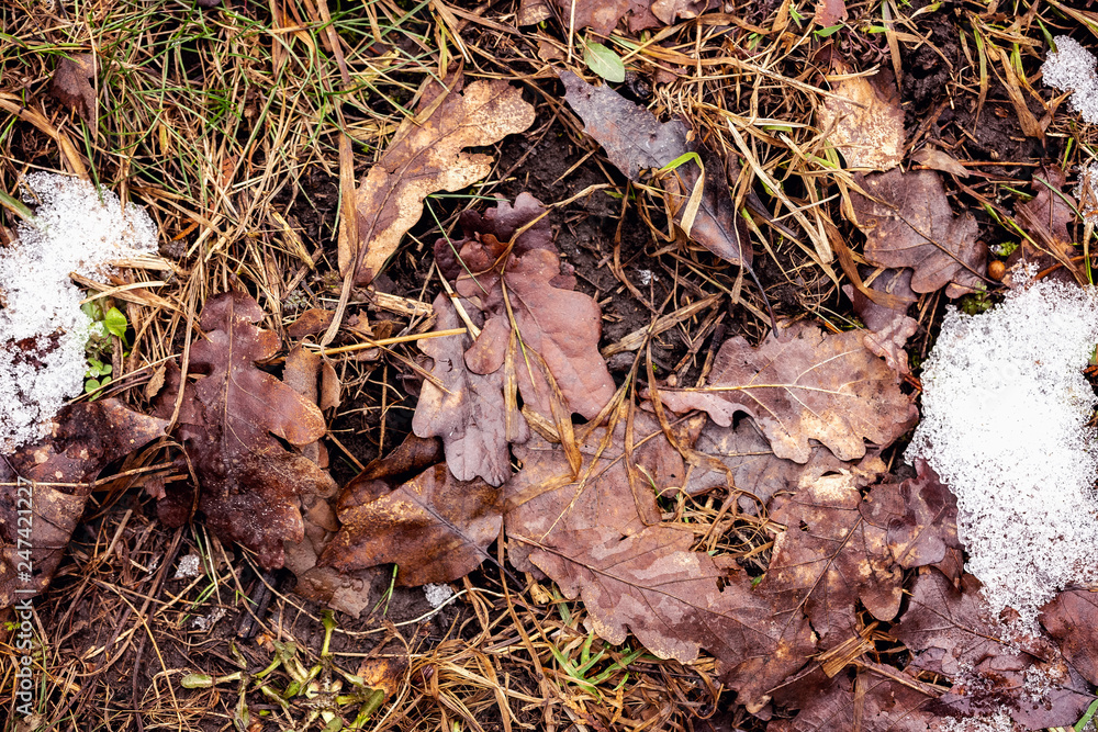 Fallen brown oak leaves on the ground