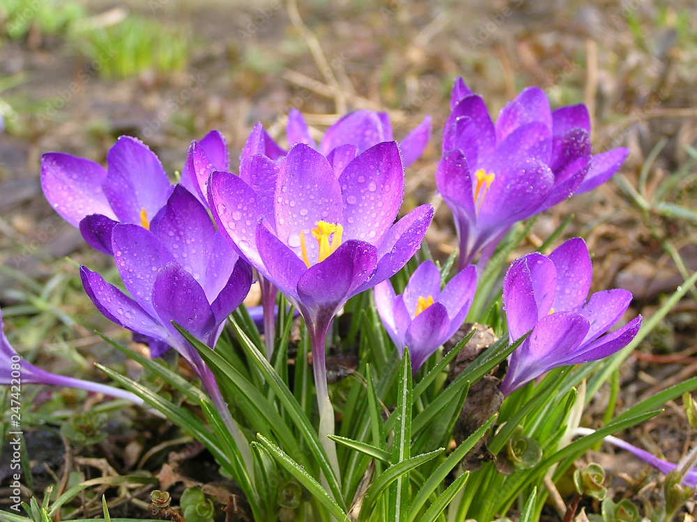 Lilac crocus flowers with water drops on leaves on a dark background. Lilac crocus flowers with water drops on leaves on a dark background.