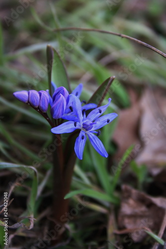 The first spring flowers  Scilla bifolia  