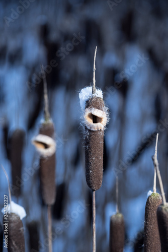 Typha. Dried cattails in natural environment. Reeds and frozen lake background.