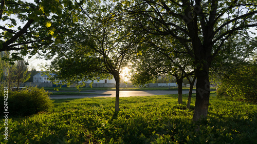 Sunny day  green trees and grass in the city park in spring