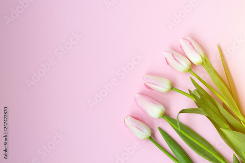 Pink tulips on the pink background. Flat lay, top view. Valentines background