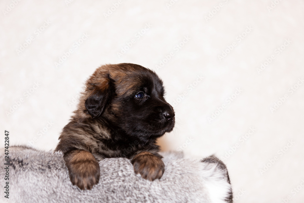 Little leonberger puppy sits at beige background Little leonberger puppy sits at beige background