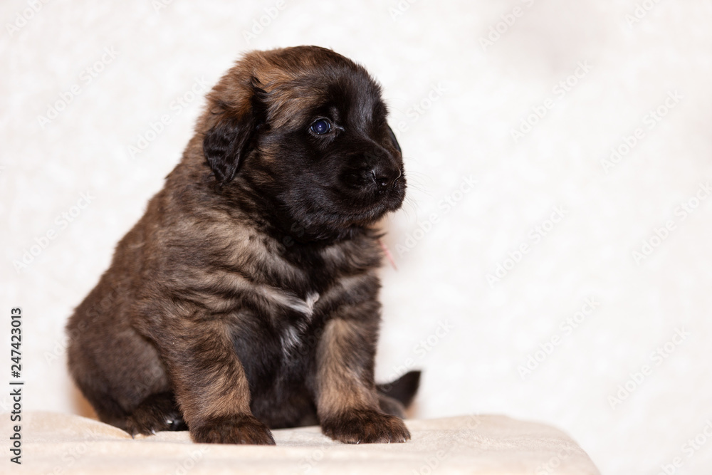 Obraz premium Little leonberger puppy sits at beige background