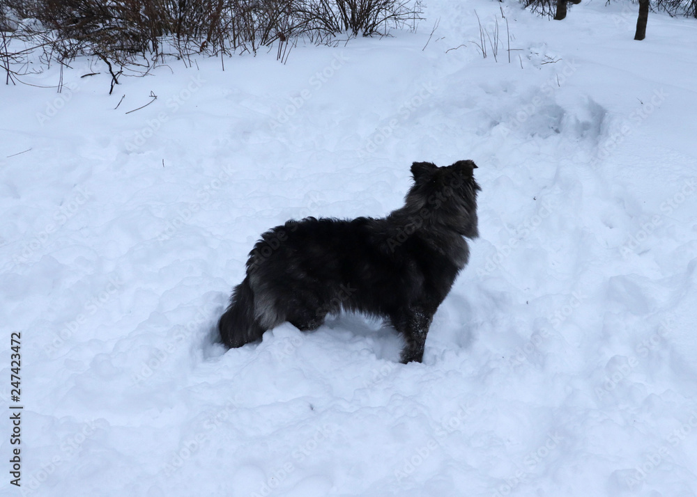 A big, shaggy dog stands with its back in bliss in the winter snow A big, shaggy dog stands with its back in bliss in the winter snow