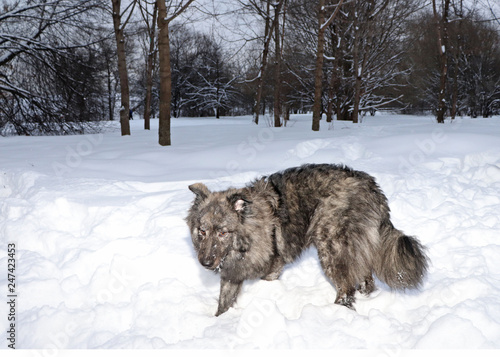fluffy dog in the winter forest is standing and looking © Nataliia