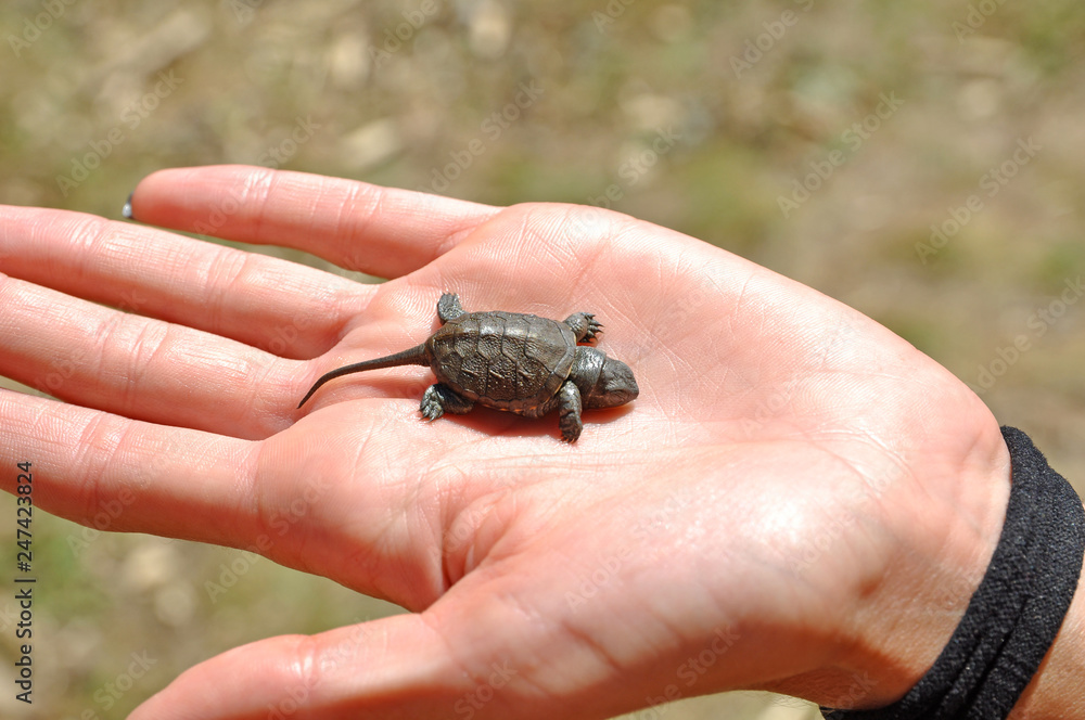 Little river turtle