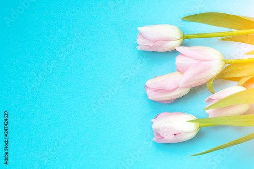Fototapeta Naklejka Na Ścianę i Meble -  Pink tulips on the blue background. Flat lay, top view. Valentines background