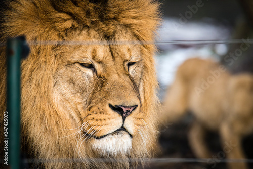 Fototapeta Naklejka Na Ścianę i Meble -  Lion posing for portrait