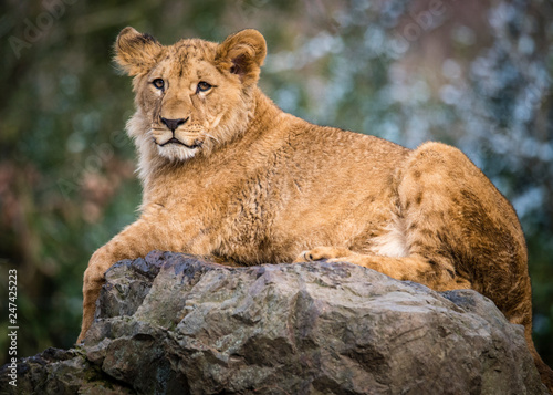 Fototapeta Naklejka Na Ścianę i Meble -  Lion posing for portrait
