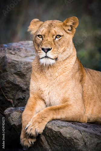 Fototapeta Naklejka Na Ścianę i Meble -  Lion posing for portrait