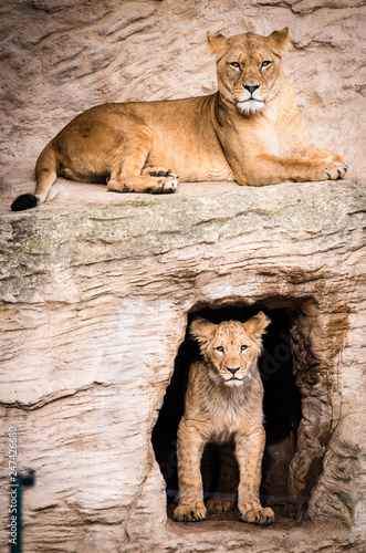 Fototapeta Naklejka Na Ścianę i Meble -  Lion posing for portrait