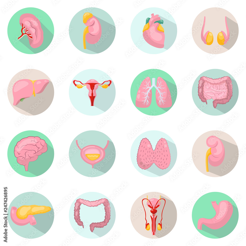Modern icons vector set with long shadow effect in stylish colors of human organs. Circle vector icons of human organs Modern icons vector set with long shadow effect in stylish colors of human organs. Circle vector icons of human organs