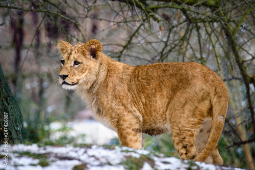 Fototapeta Naklejka Na Ścianę i Meble -  Lion posing for portrait