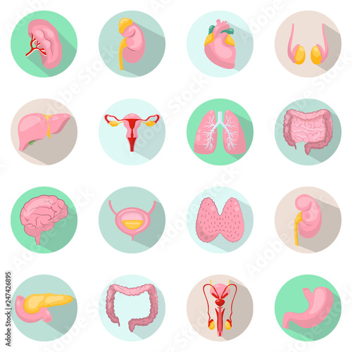 Modern icons vector set with long shadow effect in stylish colors of human organs. Circle vector icons of human organs