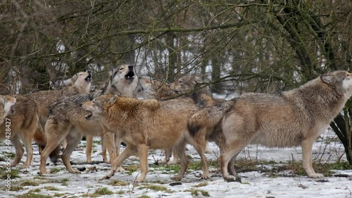 Creepy Pack of grey wolves howling in the snowy forest in winter. With Audio.