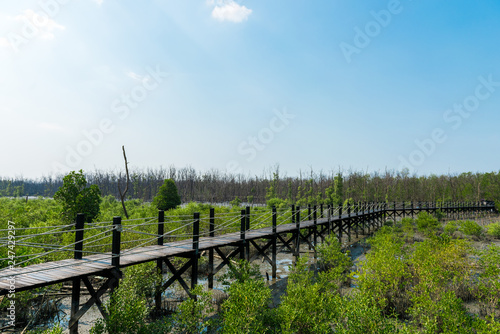 Wooden walkway or bridge among mangrove forest at Chonburi, Thailand © Thanasith