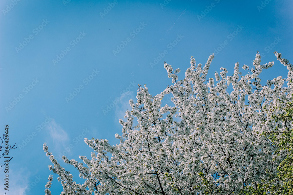 spring flowering tree spring flowering tree