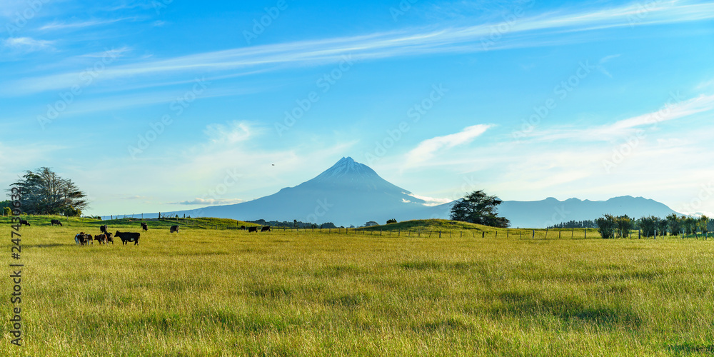 cows in the grass infront of cone volcano mt taranaki, new zealand 1