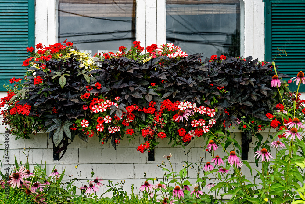Purple sweet potoato vine along with petunias and verbena growing in a olorful window box.