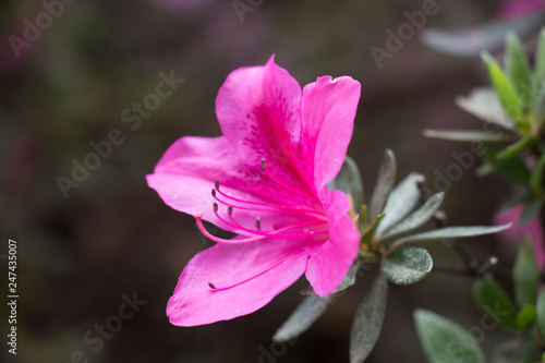 The view of pink azalea flower. Close up.