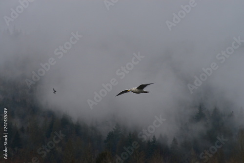 seagull in flight © Paul