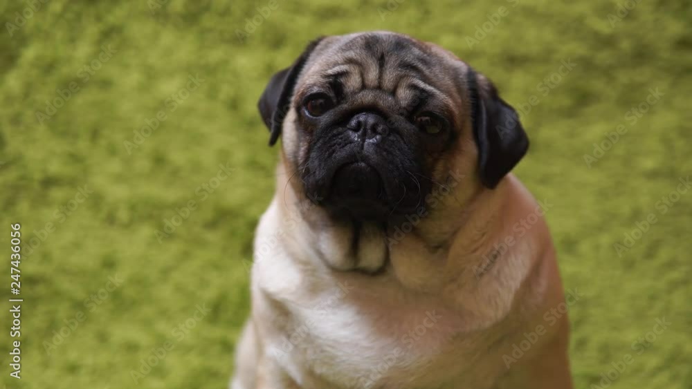 Puppy breed pug resting on the carpet, imitating the grass. Portrait of funny dog Puppy breed pug resting on the carpet, imitating the grass. Portrait of funny dog