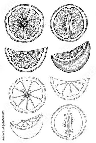 Vector illustration set of sketch hand drawn oranges and slice orange. Fresh fruits, citrus, Italy, Spain, mandarins. Organic food label. Vintage style.