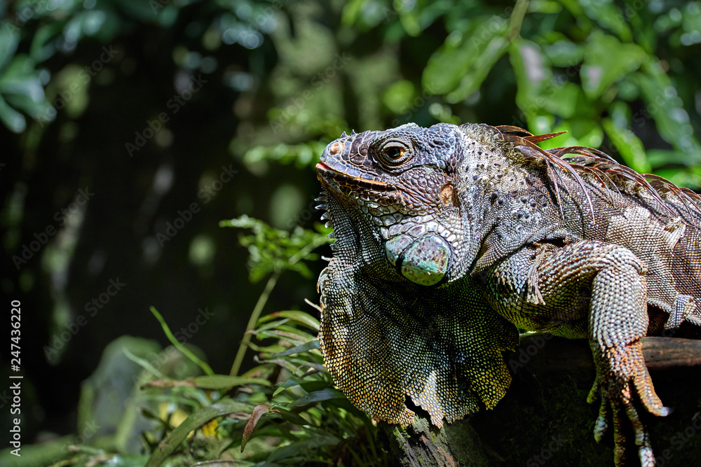 Green Iguana basking in the sun, close-up portrait Green Iguana basking in the sun, close-up portrait